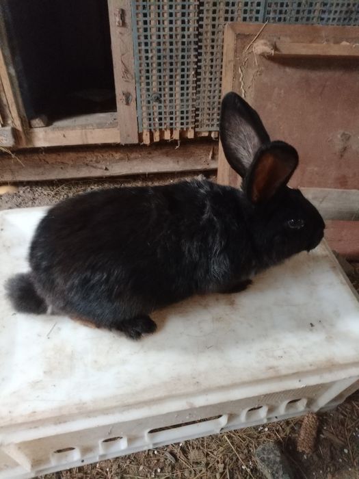 Króliki, króle samce i samice mieszańce 5 Mc-e