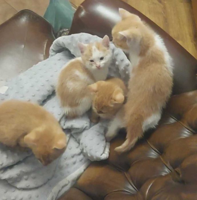 Oddam Kotki w dobre ręce :)