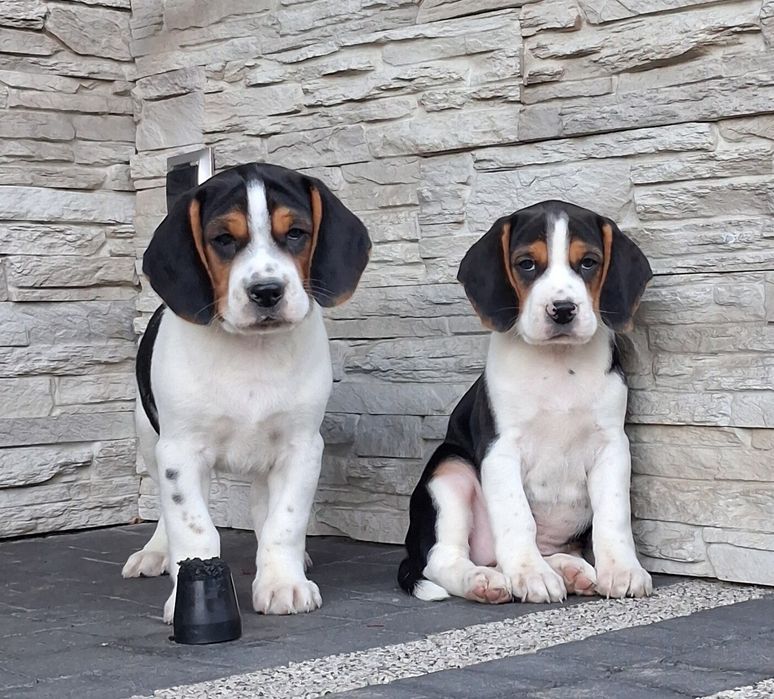 Beagle  szczeniak