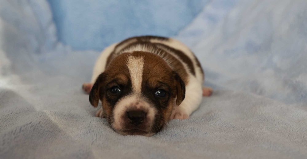 Jack Russell Terrier z hodowli "BREFIO"/badania genet./odbiór XII