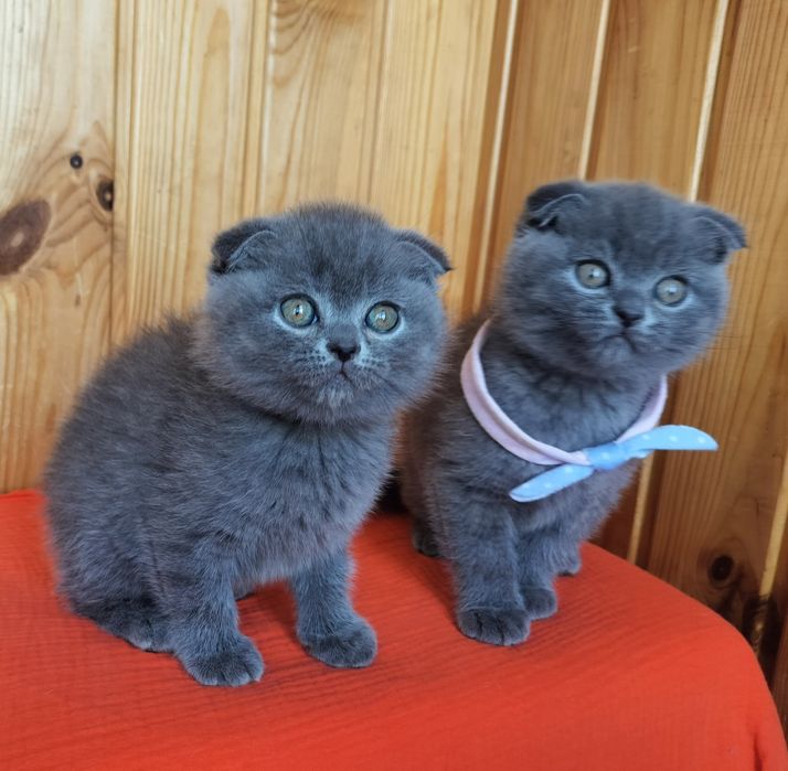 Висловухі сестрички та братики