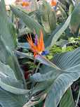 Strelicja w donicy - od producenta