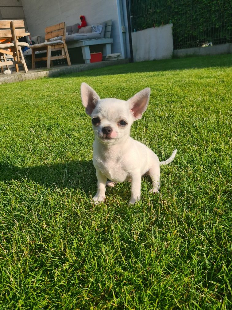 Chihuahua biały piesek Zkwp FCI