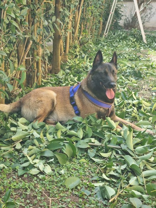 Pastor Belga Malinois