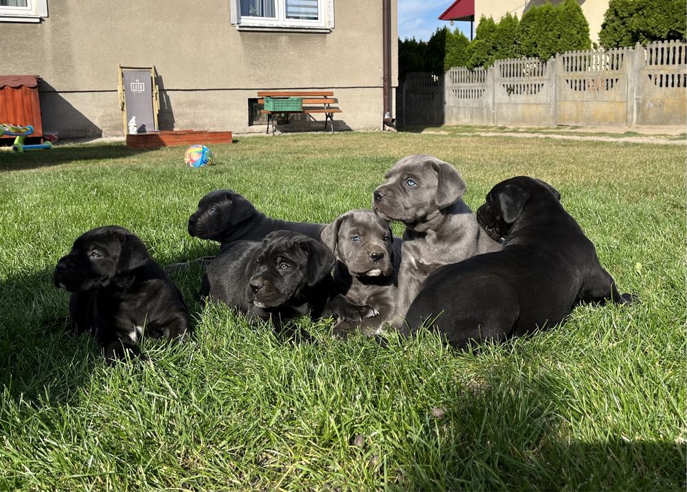 Cane Corso Italiano