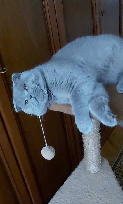 Шотландський висловухий ліловий котик