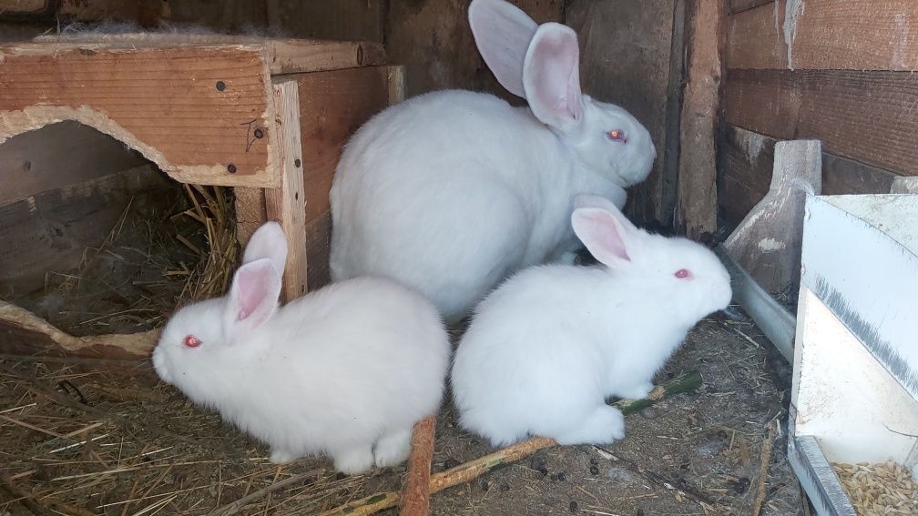 Кролики білий велетень молодняк