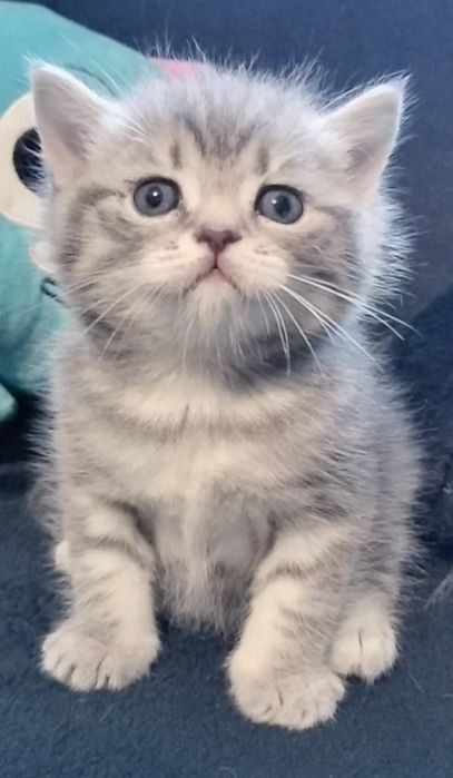 Fêmea tabby silver para reserva