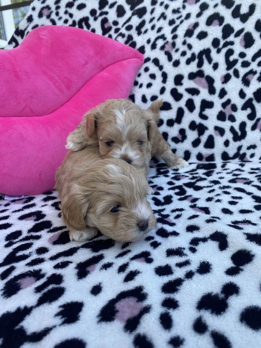 Vip якості мальтипу ф1