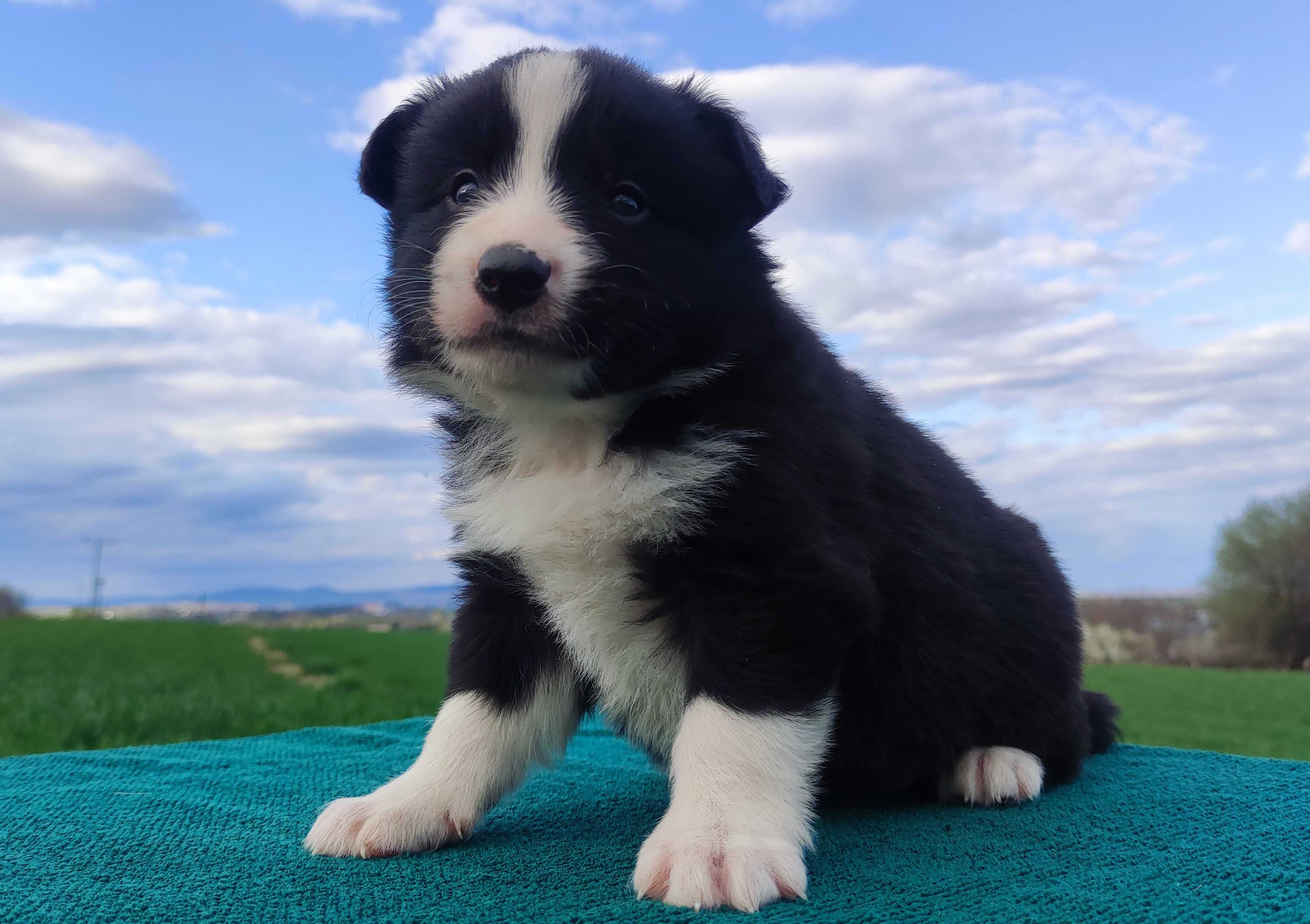 Rasowy pies Border Collie - szczeniak pełną dok. hodowlaną