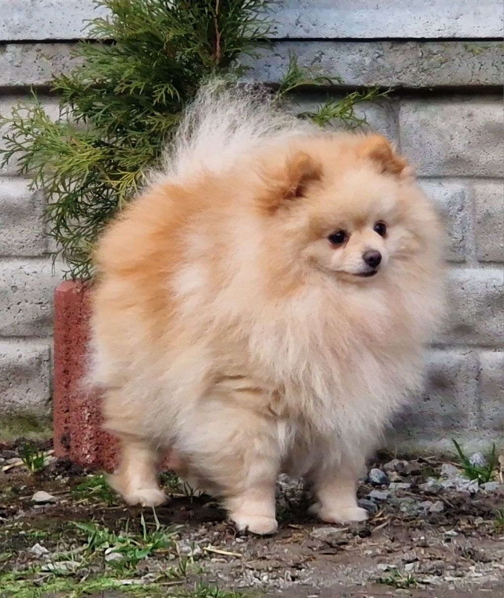 Pomeranian Szpic Miniaturowy reproduktor