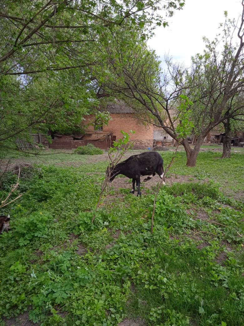 Продам козу молоду 1 рік  недорого.