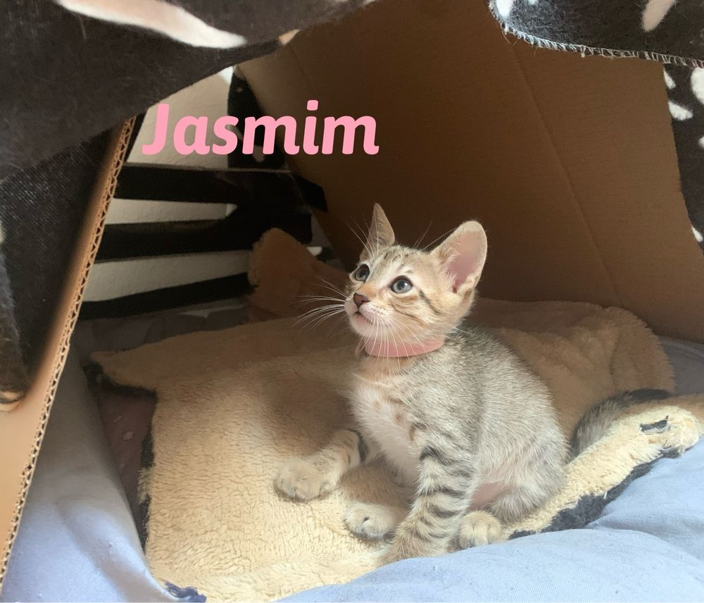 Gatinhos para adoção