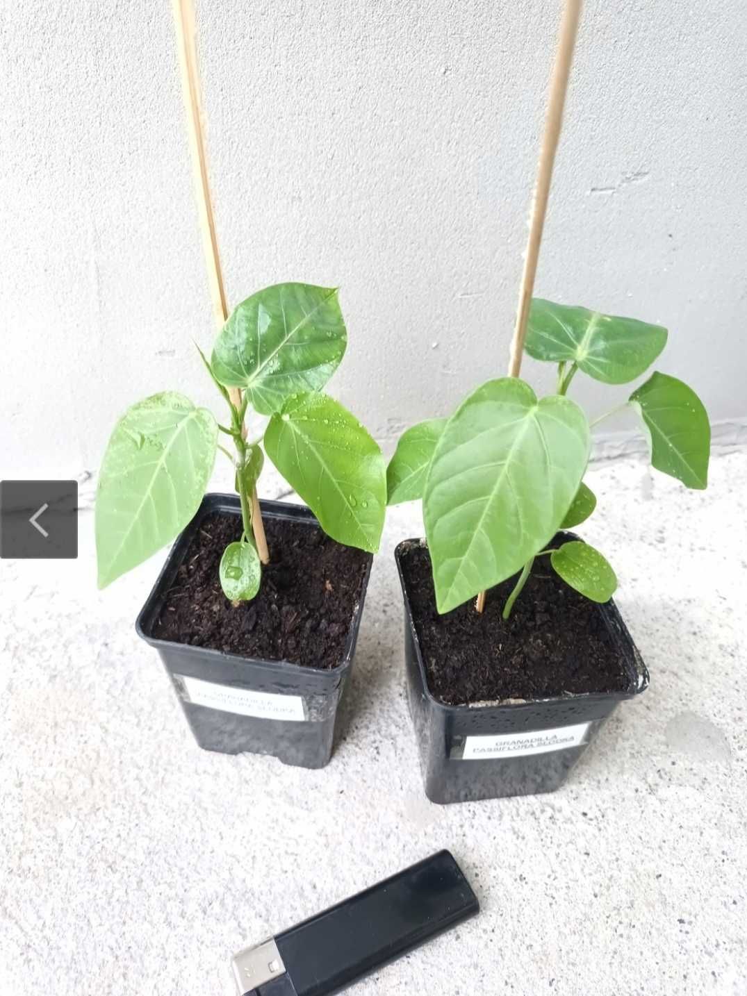 GRANADILLA Passiflora słodka +GRATISY