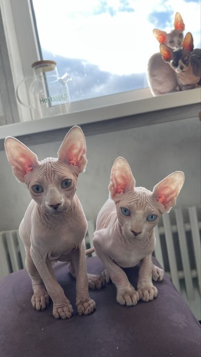 Сфінкс, 3 міс., хлопчик.