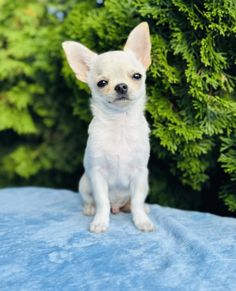 Sliczny piesek FCI chihuahua krotkowlosa