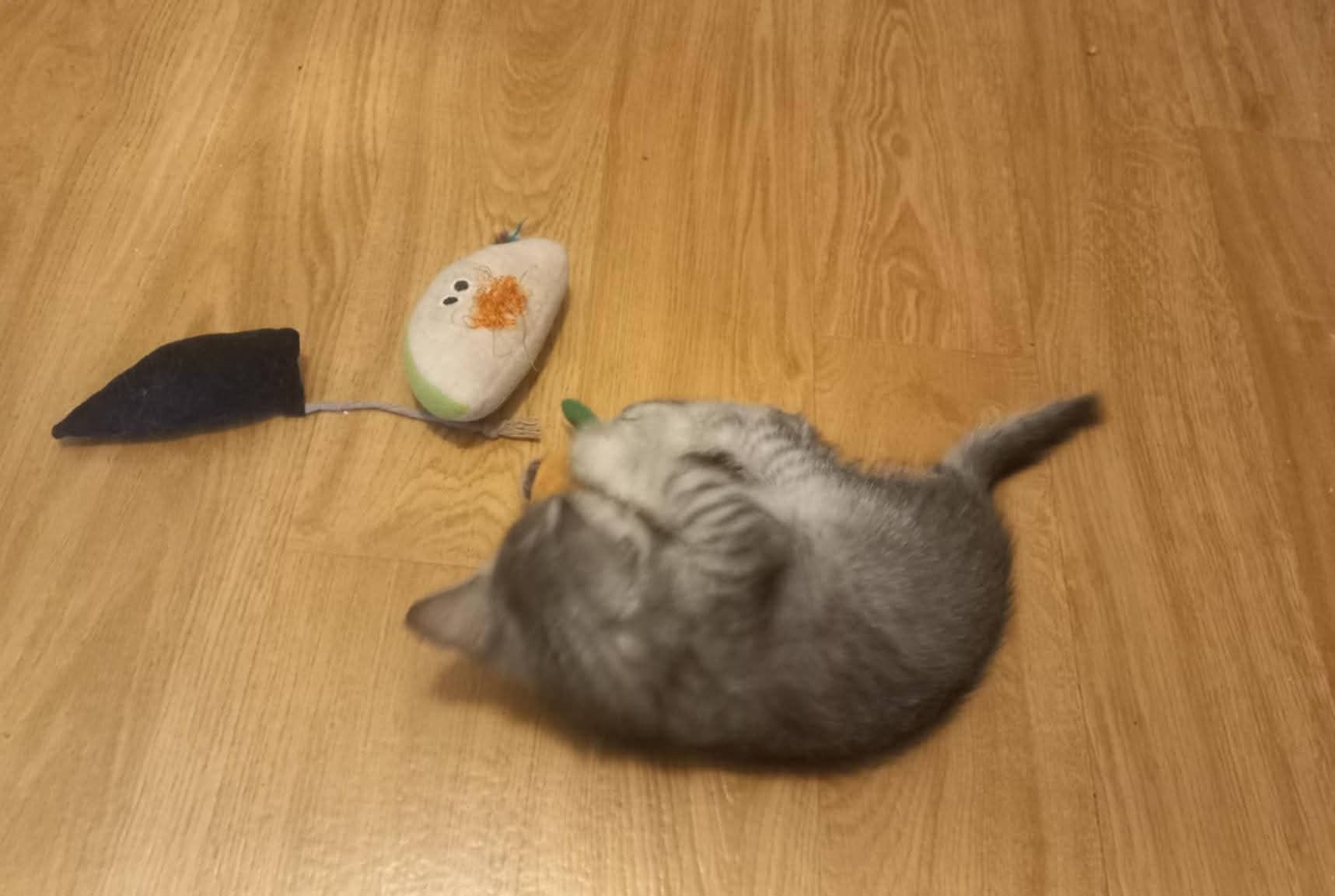 Śliczni bracia polecają się do adopcji!