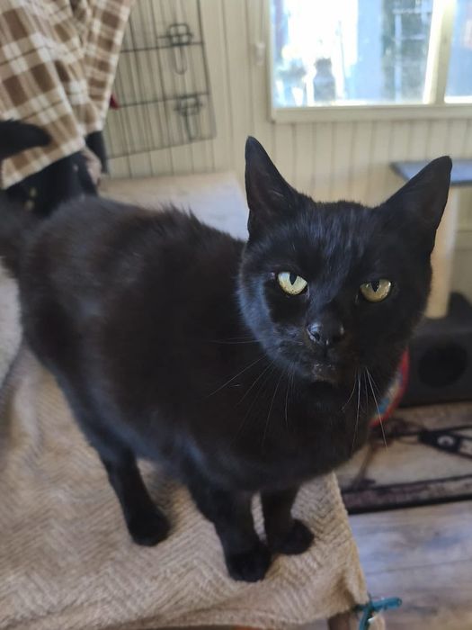 Czarny kocurek szuka domku