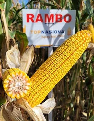 Nasiona kukurydzy RAMBO BRV2604, Bruce Lee .