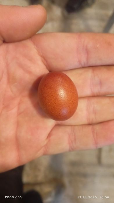 Яйечко не бите не крашене