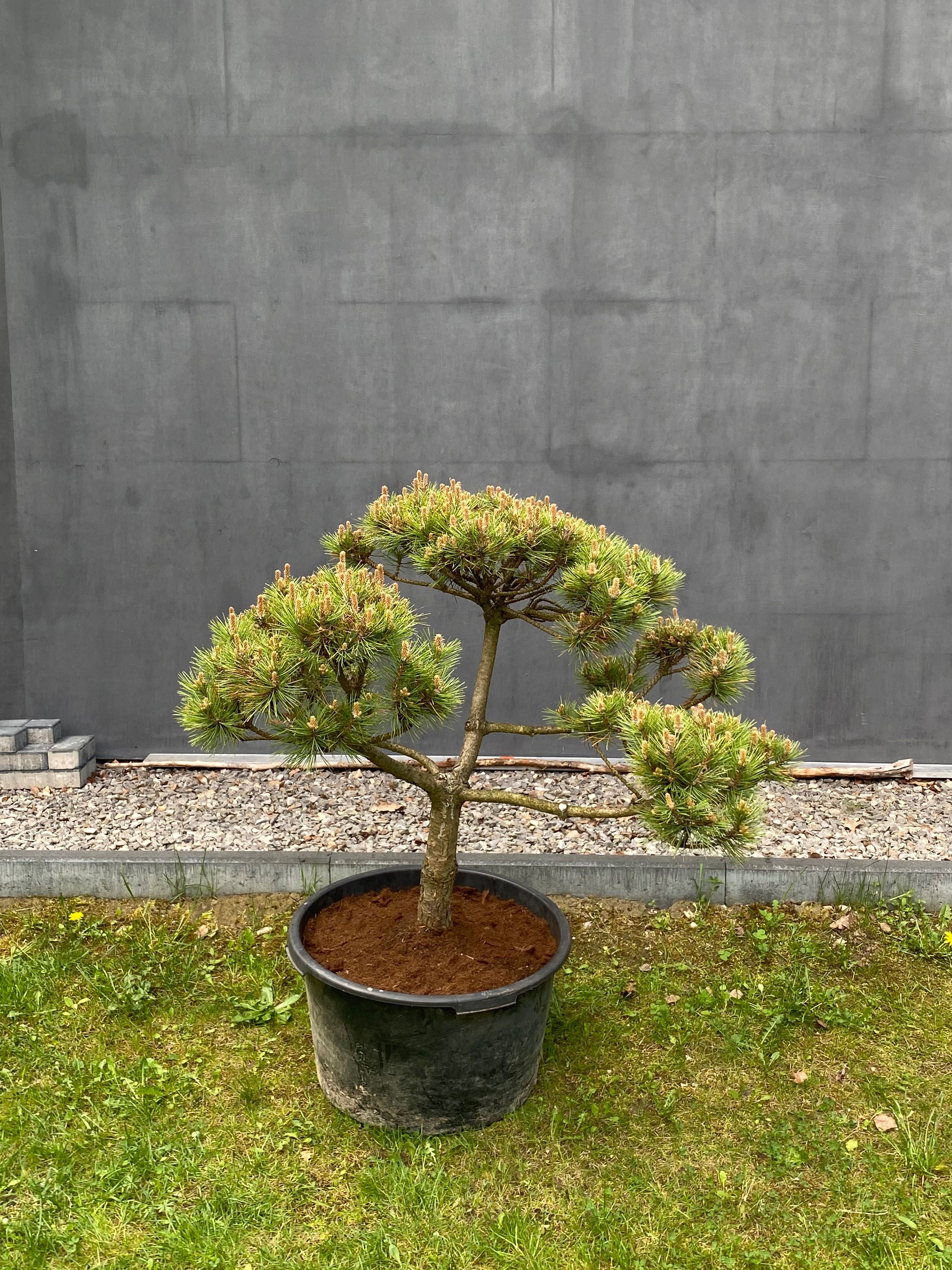 Sosna górska kosodrzewina Bonsai Pinus Mugo