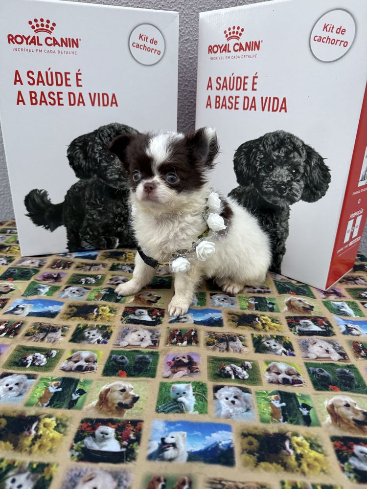 Lindissima Mini Menina chihuahua  pêlo longo