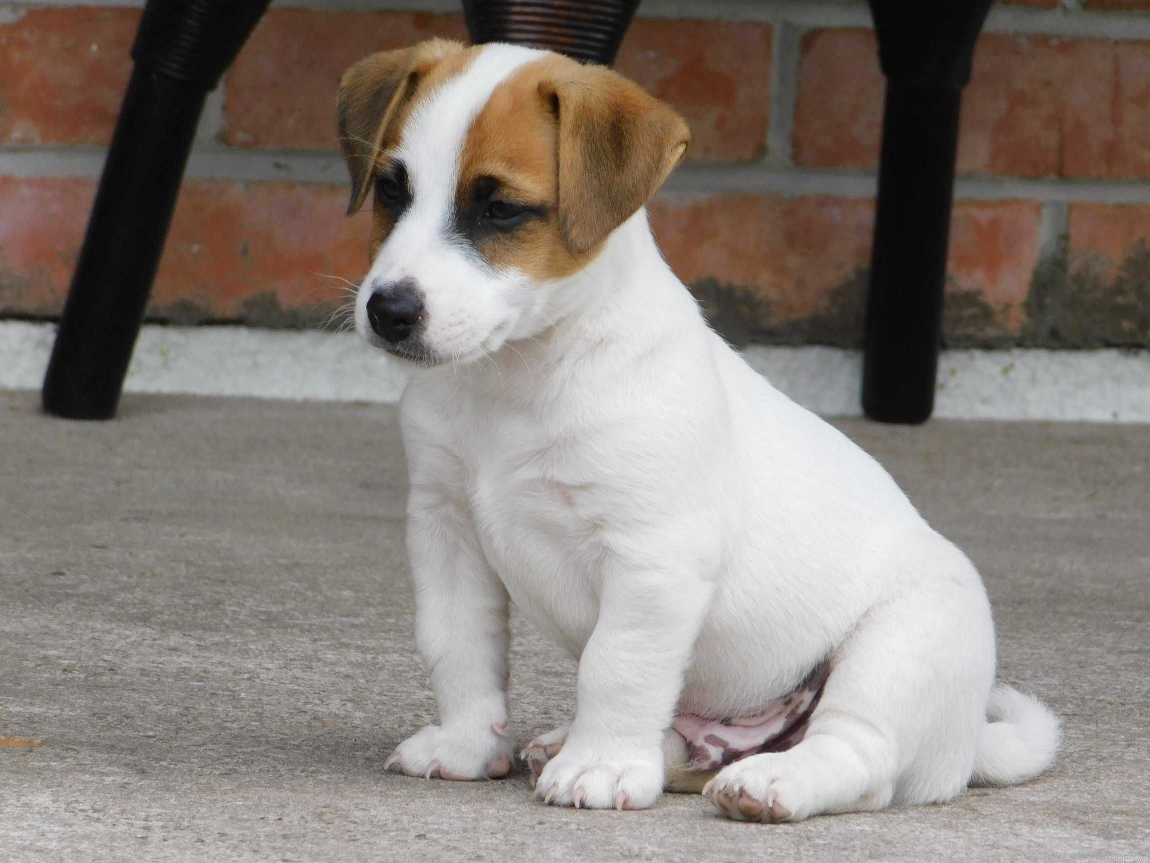 PIESEK Jack Russell Terrier z hodowli BREFIO/ badania genetyczne