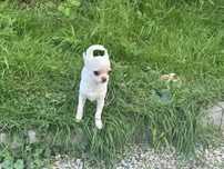 Krótkowłosy biały malutki chihuahua