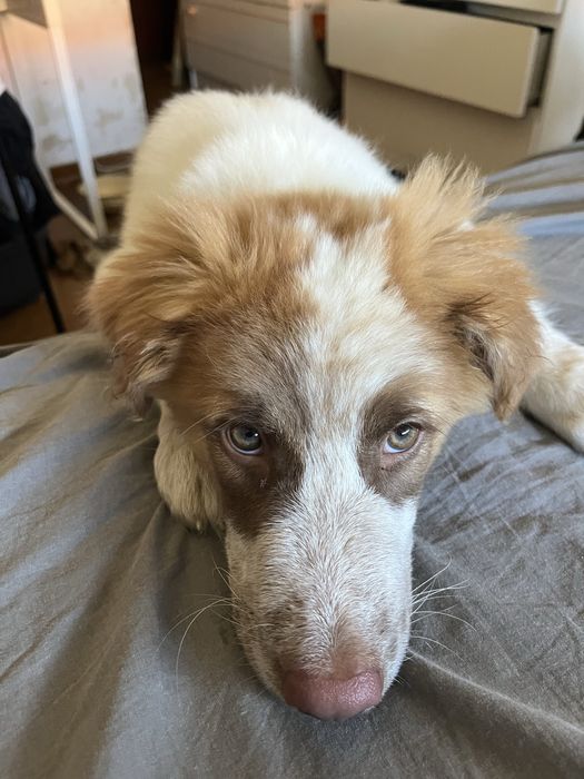 Cão bebe para adoção responsável