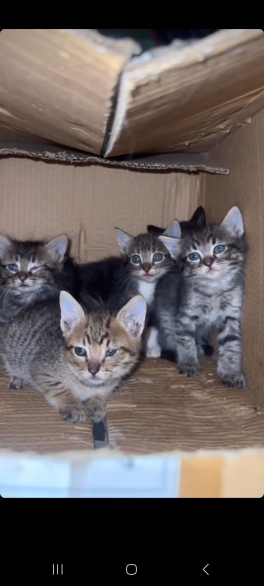 Gatos para adoção