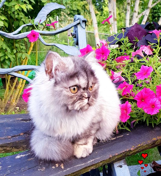 Zjawiskowa kotka perska, pers, persy, perski, perskie