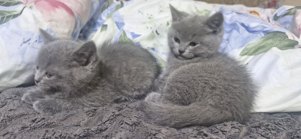 Продам маленьких Британців