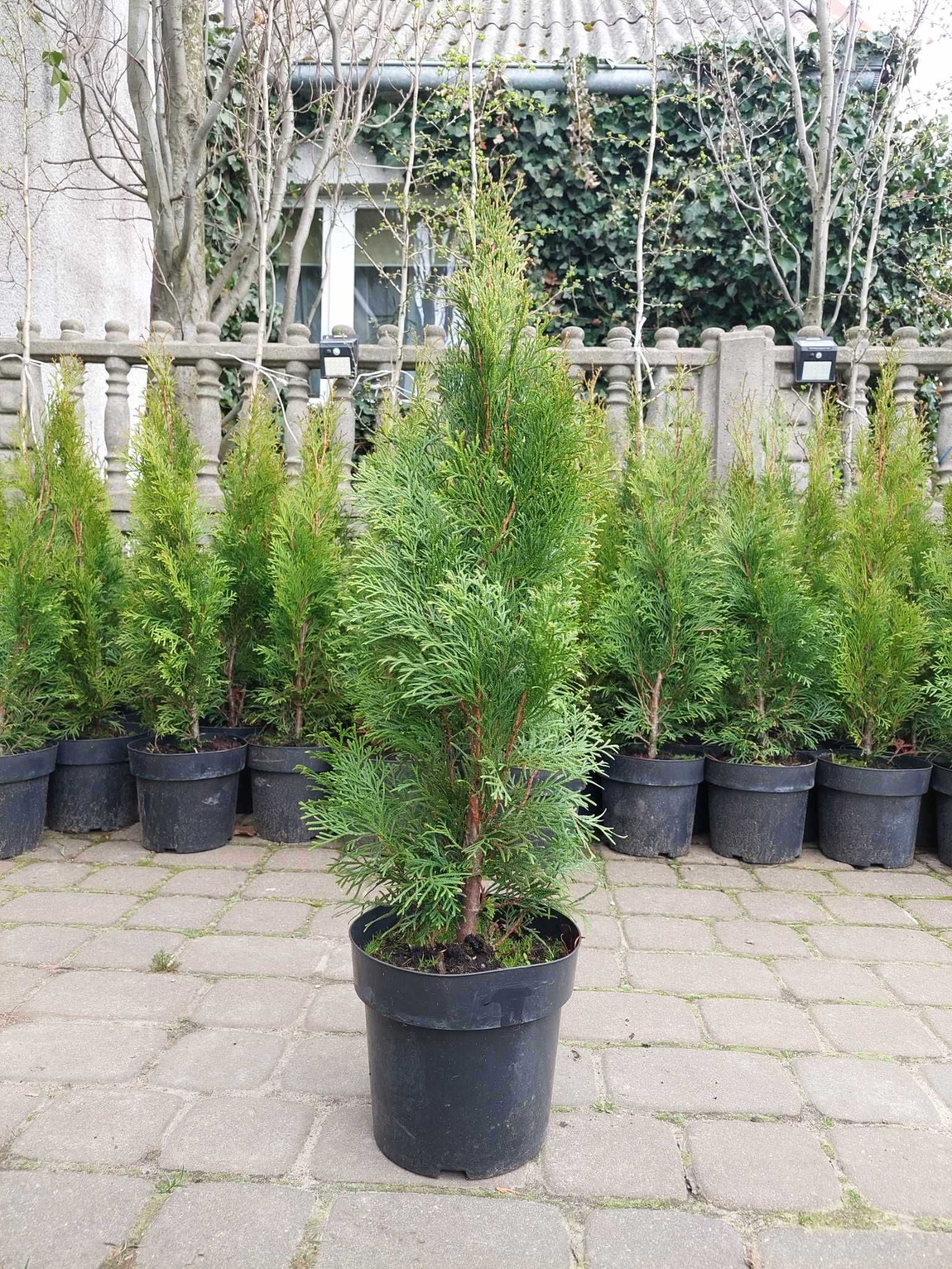 Thuja szmaragd, 60-70 cm