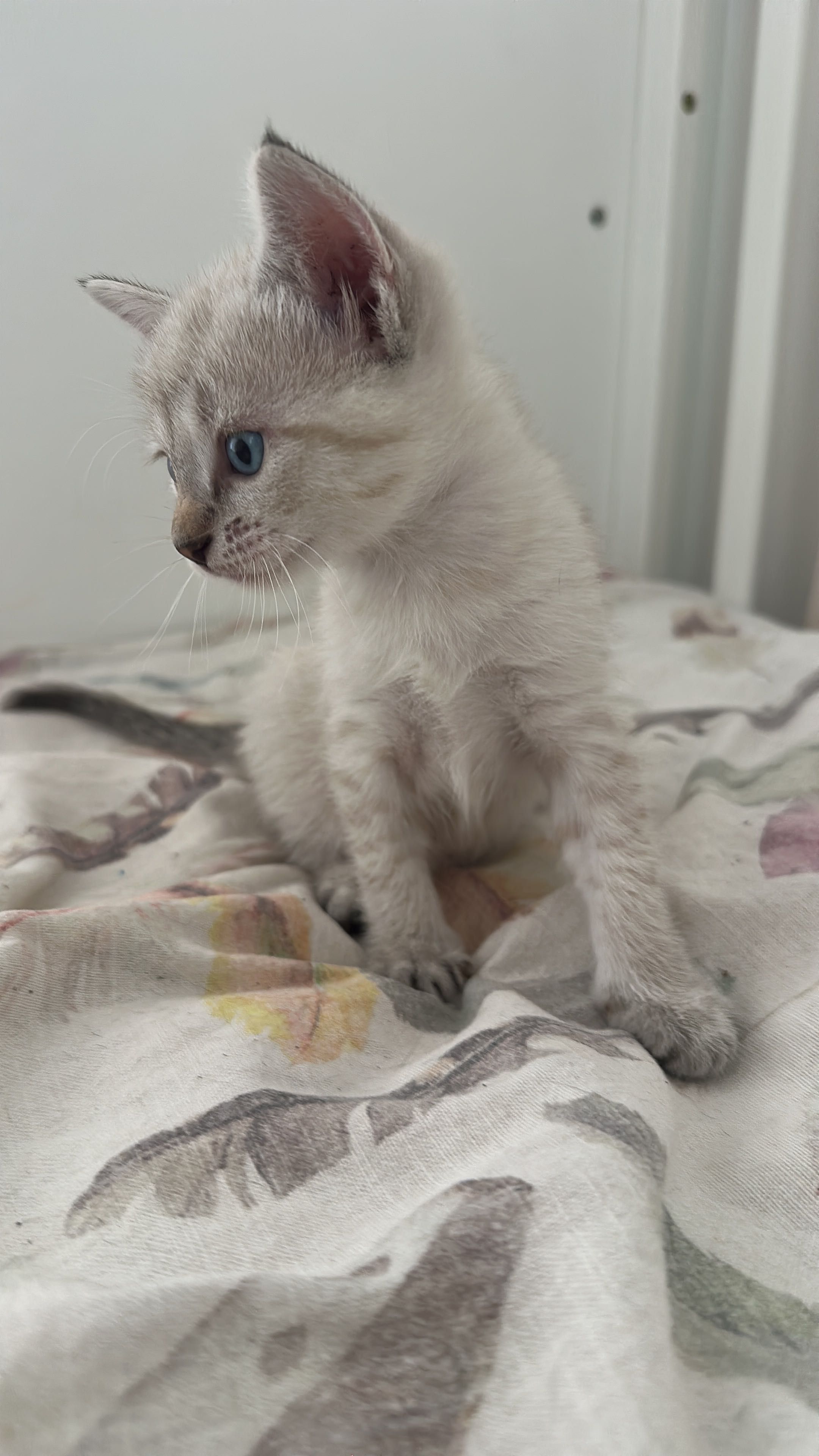Gatinhos para dar