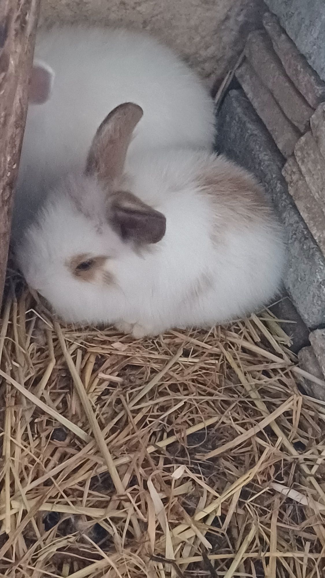 Animais de estimação