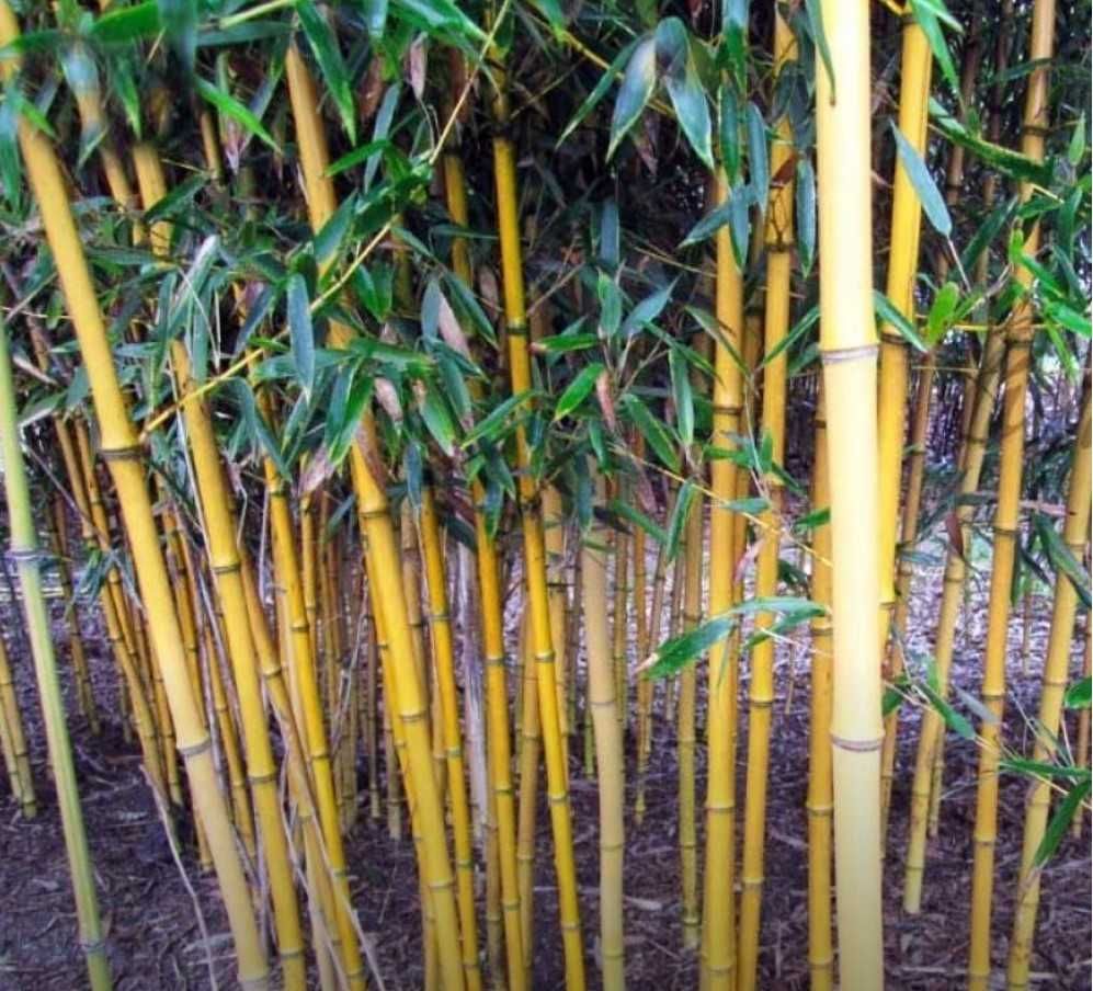 НАСТОЯЩИЙ Золотой бамбук Phyllostachys aureosulcata 'Aureocaulis'