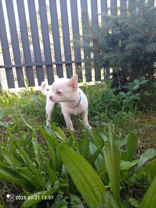Chihuahua suczka