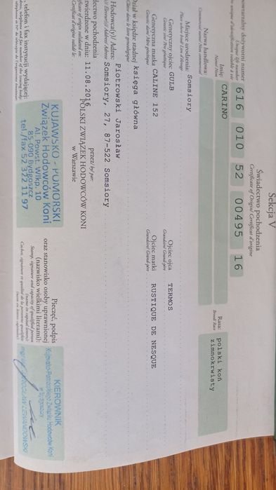 Oferuję do sprzedaży lub zamiany ogiera zimnokrwistego