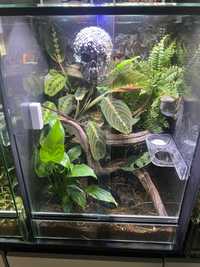 Gekon gargulec z terrarium