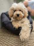 Maltipoo / chłopczyk