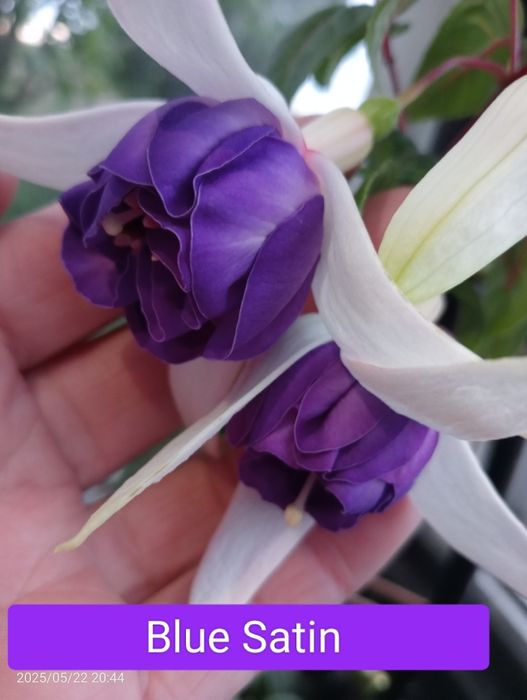 Фуксія вкорінені живці