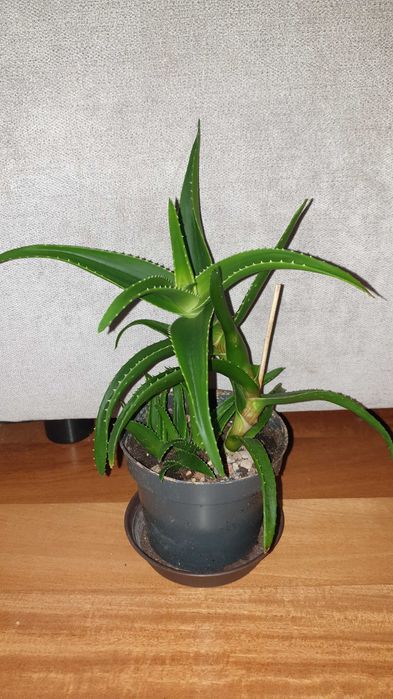 Aloes,  zielony, wysokość 30cm