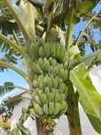 Mudas de Bananeira que dão grandes cachos de Bananas