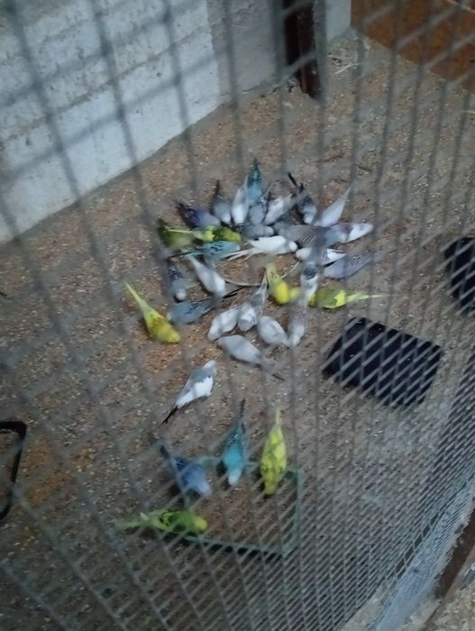 Lote 20 piriquitos ingleses