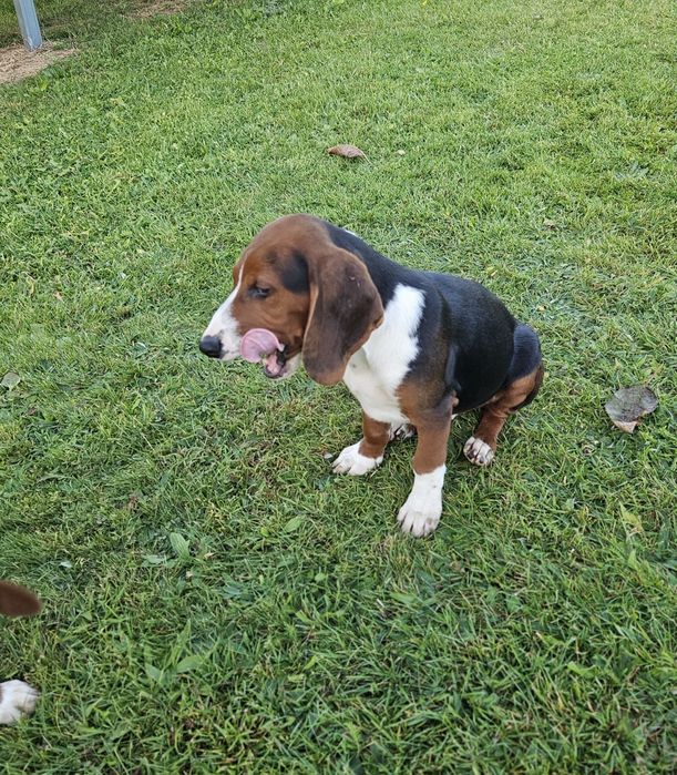 Gończy Serbski Trójkolorowy suczka piesek ( posokowiec bawarski beagel