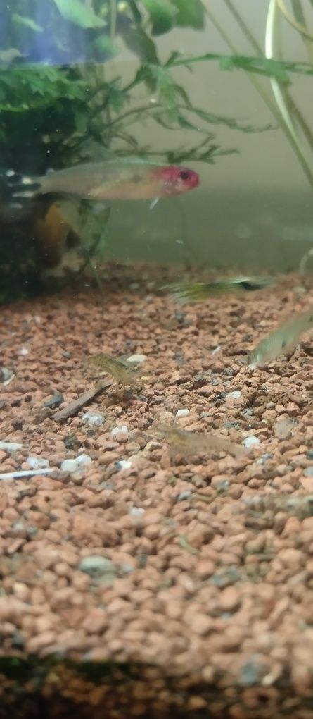 Camarões de aquário – 10 por 5€ + 1 grátis!