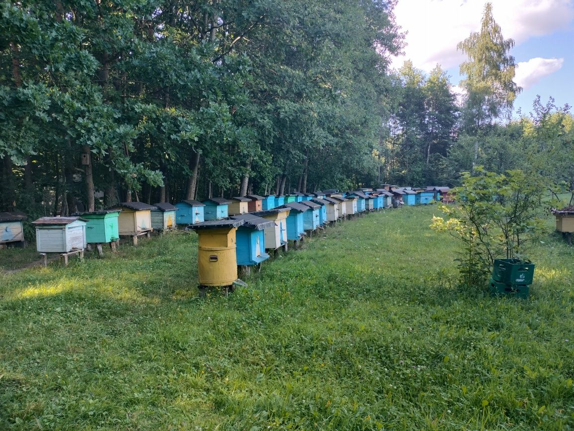 Мед лісове різнотрав'я(цьогорічна відкачка) серпень 2025