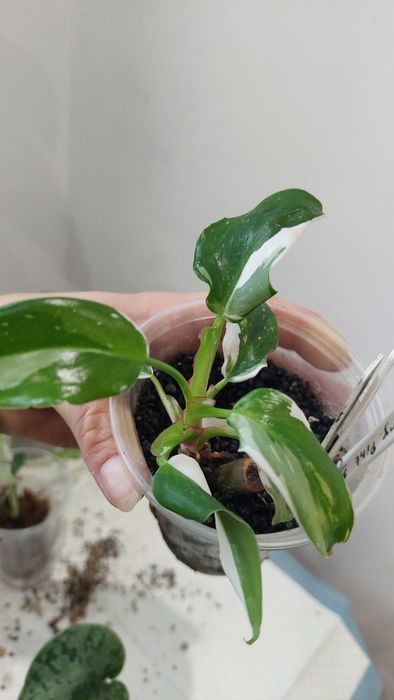 Philodendron White Princess, wybarwiony