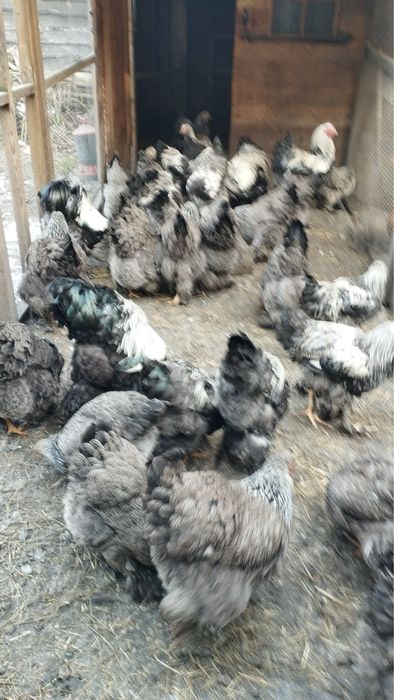 Brahma Olbrzymia Srebrna i Kuropatwiana jaja lęgowe