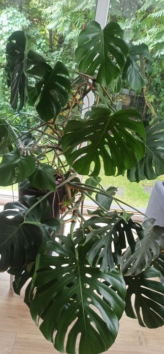Monstera Delciosa